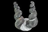 Two, Large Devonian Gastropod Fossils - Issoumour, Morocco #125493-1